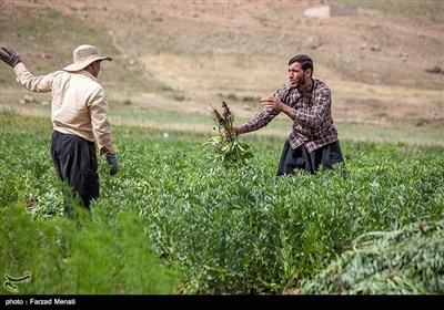 مبلغ مذهبی روستای کهرار - کرمانشاه