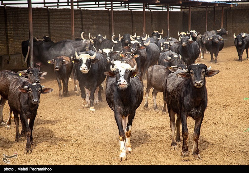 معاونت علمی و فناوری ریاست جمهوری از توسعه نژادهای مختلف گاو ایرانی حمایت می‌کند