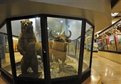 موزه‌های تاریخ طبیعی محلی برای آشتی با ارزش‌های تنوع زیستی