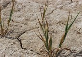 پیش‌بینی زمان شروع بارش‌های پاییزی کرمانشاه/ کشاورزان تأخیر در کشت و بیمه محصولات را جدی بگیرند