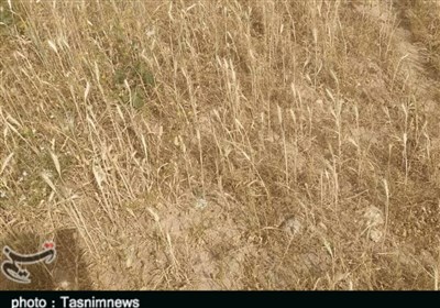رفع مشکلات کشاورزان ایلامی نیازمند توجه مسئولان/ آیا بانکها همکاری لازم را دارند؟