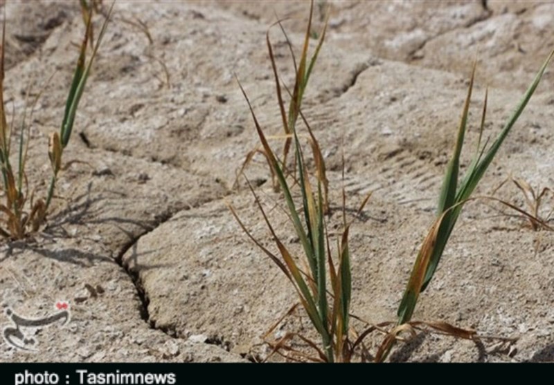 خشکسالی 2 هزار و 440 میلیارد تومان به کشاورزی استان خراسان جنوبی خسارت زد