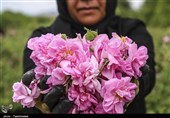 چهاردهمین جشنواره گل محمدی در لاله زار برگزار شد