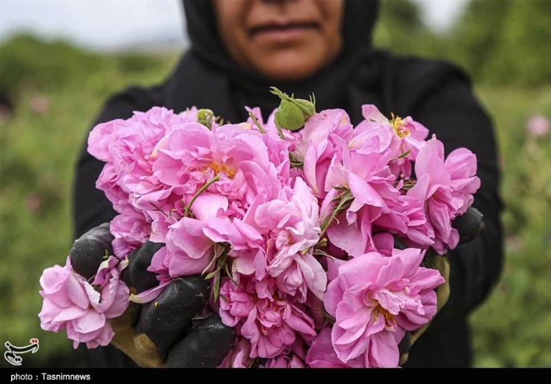 چهاردهمین جشنواره گل محمدی در لاله زار برگزار شد