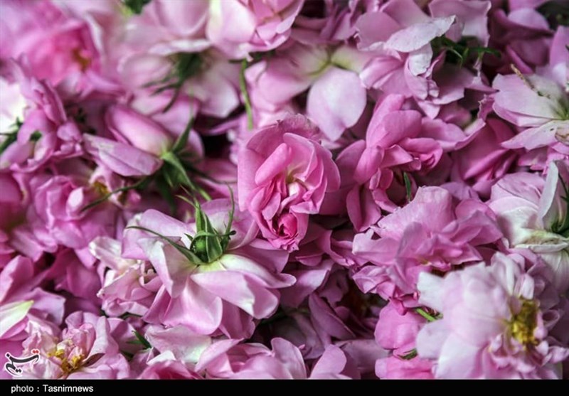 نخستین جشنواره گل‌محمدی و گلاب خمین برگزار می‌شود