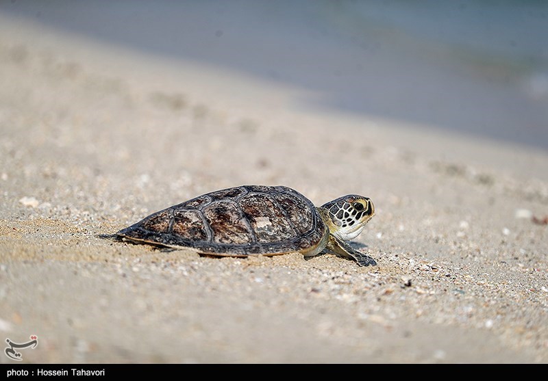خطر انقراض در کمین لاک‌پشت‌های خلیج‌فارس/ باوری که این گونه جانوری را به مرز نابودی کشاند + فیلم
