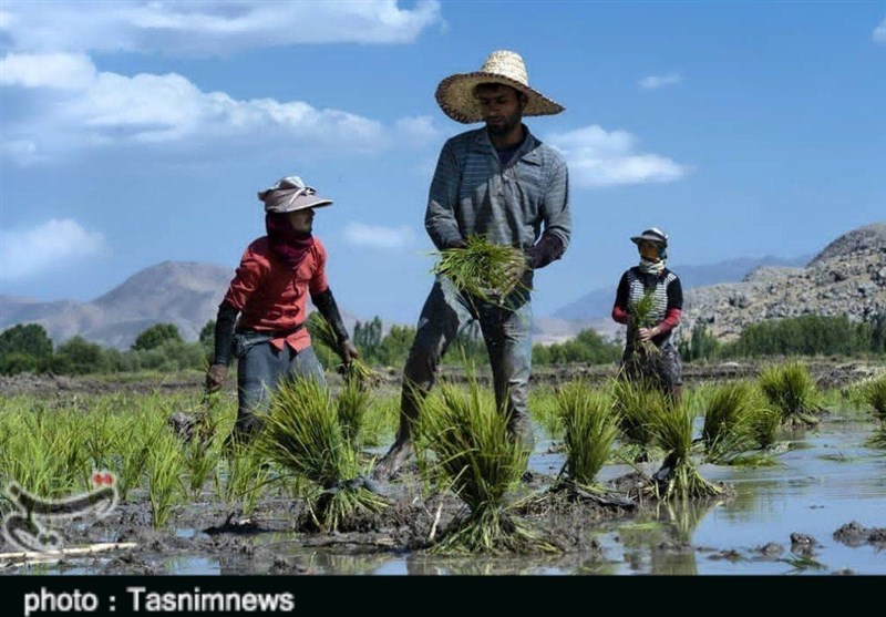 چالش کشت‌ محصولات آب‌دوست در بحران خشکسالی استان لرستان/ آب‌های زیر زمینی توسط کشاورزان اجاره‌ای غارت شد + تصاویر