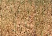 90 درصد تولید مزارع گندم دیم استان بوشهر خسارت دید