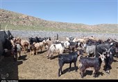 مشکلات معیشتی و زیرساختی عشایر سمنان برطرف شود