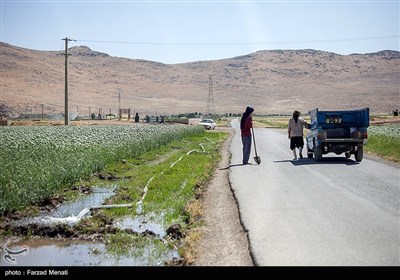 مزرعه پیاز بذری - کرمانشاه