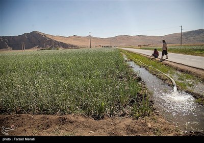 مزرعه پیاز بذری - کرمانشاه