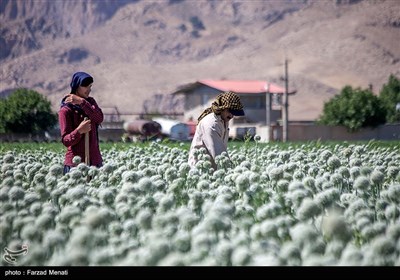 مزرعه پیاز بذری - کرمانشاه