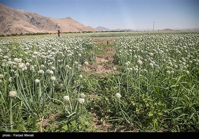 مزرعه پیاز بذری - کرمانشاه