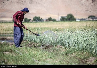 مزرعه پیاز بذری - کرمانشاه