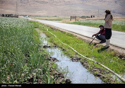 مزرعه پیاز بذری - کرمانشاه