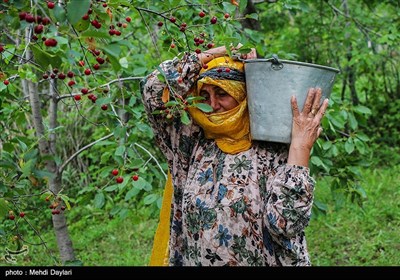 برداشت گیلاس از باغات شهرستان اهر