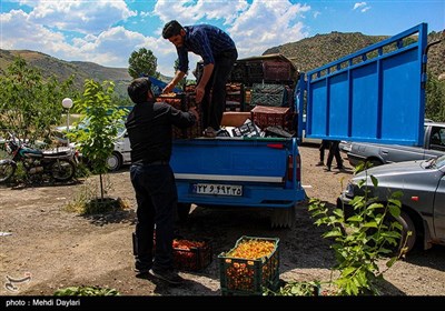 برداشت گیلاس از باغات شهرستان اهر