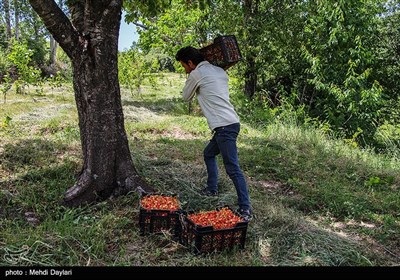 برداشت گیلاس از باغات شهرستان اهر