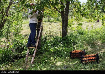 برداشت گیلاس از باغات شهرستان اهر