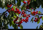 تولید 12000 تن گیلاس و آلبالو در اردبیل