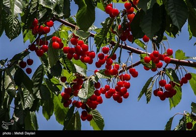 برداشت گیلاس از باغات شهرستان اهر