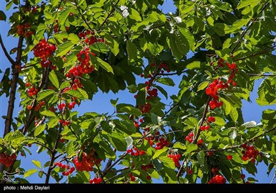 برداشت گیلاس از باغات شهرستان اهر