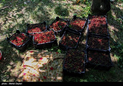 برداشت گیلاس از باغات شهرستان اهر