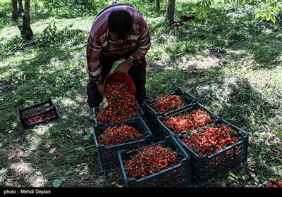 برداشت گیلاس از باغات شهرستان اهر