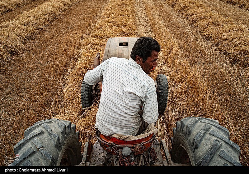 پیش بینی وزارت کشاورزی آمریکا از تولید 16 میلیون تنی 2 غله مهم ایران طی سال جاری
