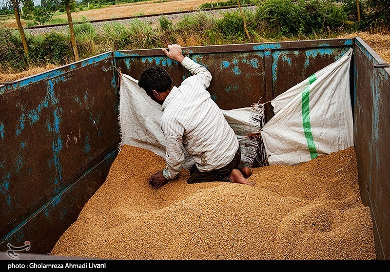 310 تن گندم احتکارشده در استان کردستان کشف شد