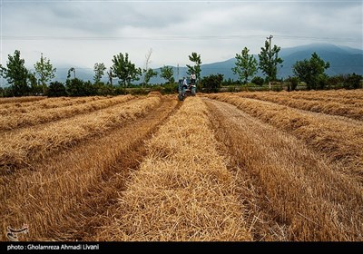 برداشت مکانیزه گندم - مازندران