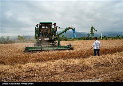 برداشت مکانیزه گندم - مازندران