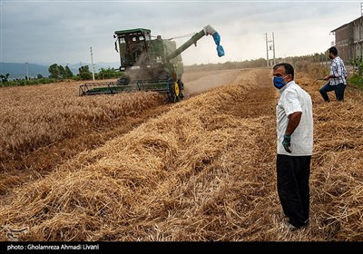 برداشت مکانیزه گندم - مازندران