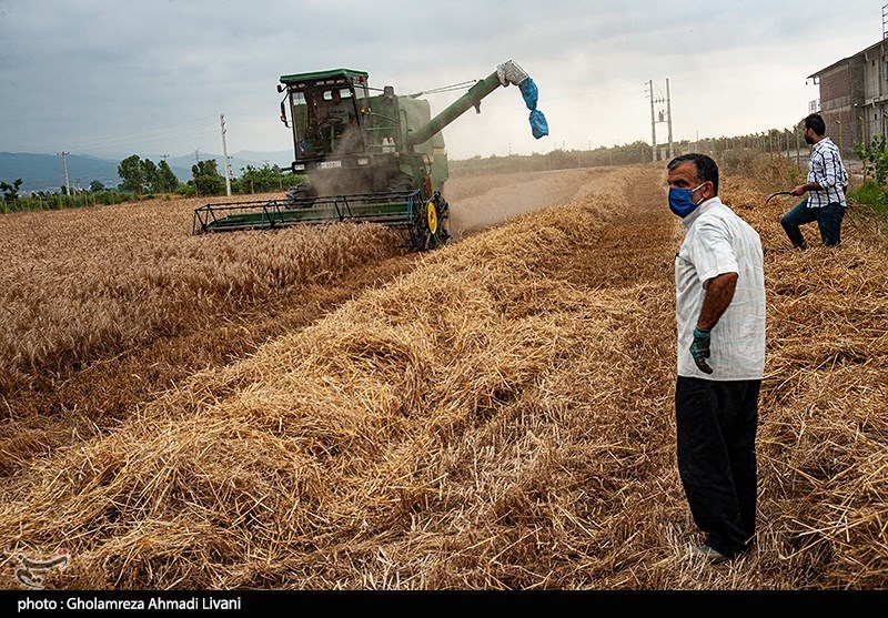 پیش‌بینی خرید 813 هزار تن گندم در استان کردستان/ از خروج گندم جلوگیری می‌شود