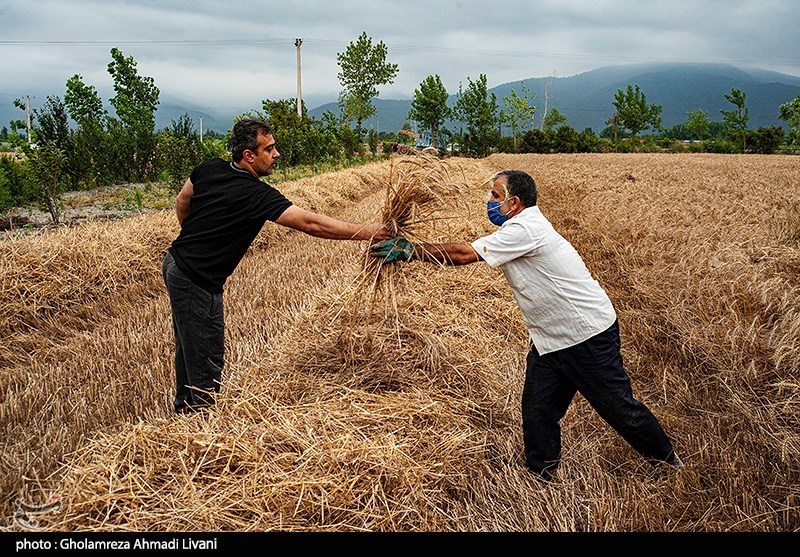 گلایه گندم‌کاران کردستان از تأخیر در پرداخت مطالباتشان