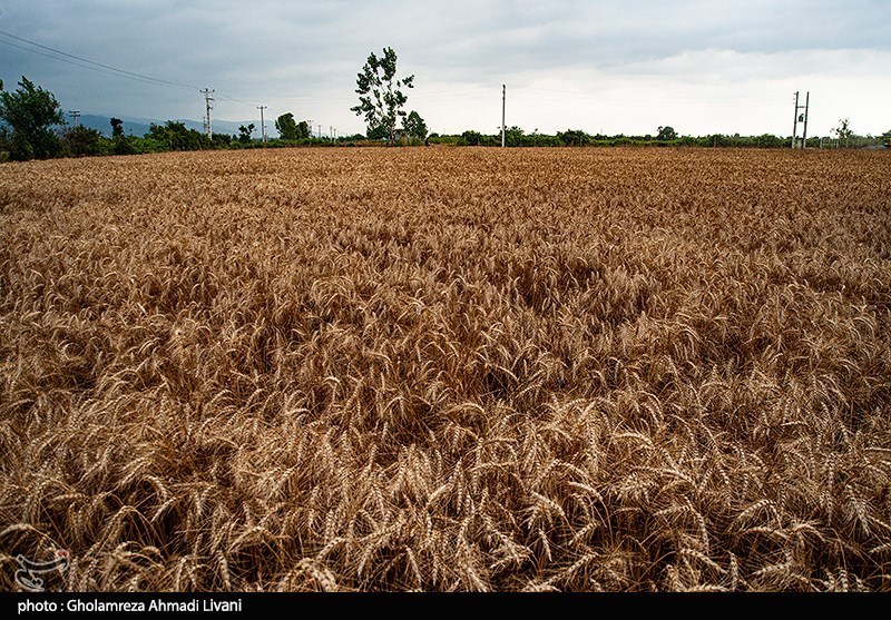 200 هزار تن گندم از مزارع استان لرستان برداشت می‌شود