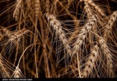 200 هزار تن گندم از کشاورزان استان قزوین خریداری می‌شود