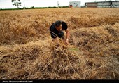 گندم‌های انبار شده استان اردبیل خرید تضمینی می‌شود