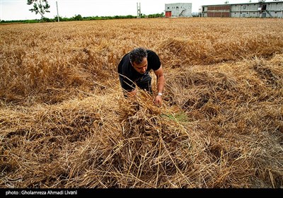 برداشت مکانیزه گندم - مازندران