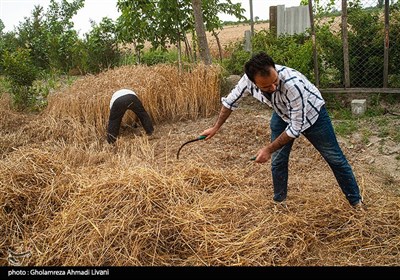 برداشت مکانیزه گندم - مازندران