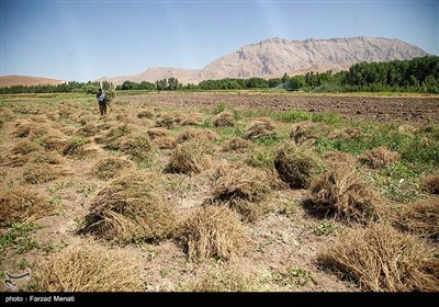 مزرعه گیاهان دارویی - کرمانشاه