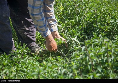  "گیاهان دارویی" ظرفیت بی‌نظیر در کسب و کارهای روستایی 
