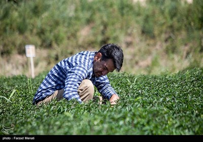 مزرعه گیاهان دارویی - کرمانشاه