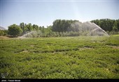 فاز اول مجموعه کشت و صنعت گیاهان دارویی آلکان الیگودرز افتتاح شد