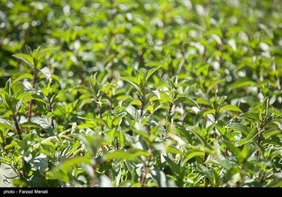 کشت و برداشت گیاه سنبل‌‌الطیب در سالهای گذشته از کشورهایی مانند پاکستان و هند وارد می‌شد ولی اینک می‌تواند بخش قابل توجهی از نیاز کارخانه‌های دارویی کشور از این مزرعه تامین شود.