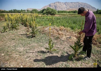 کشت و برداشت گیاه سنبل‌‌الطیب در سالهای گذشته از کشورهایی مانند پاکستان و هند وارد می‌شد ولی اینک می‌تواند بخش قابل توجهی از نیاز کارخانه‌های دارویی کشور از این مزرعه تامین شود.