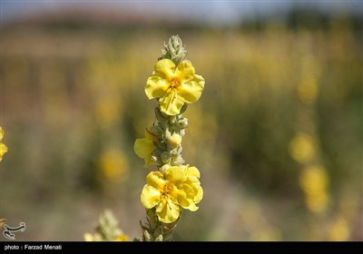 مزرعه گیاهان دارویی - کرمانشاه