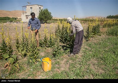 کشت گیاهان دارویی در مزارع استان خوزستان 14 درصد افزایش یافت