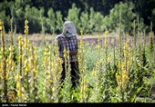 کشت و برداشت گیاه سنبل‌‌الطیب در سالهای گذشته از کشورهایی مانند پاکستان و هند وارد می‌شد ولی اینک می‌تواند بخش قابل توجهی از نیاز کارخانه‌های دارویی کشور از این مزرعه تامین شود.