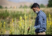 بسیج علمی سپاه استان زنجان به کشت گیاهان دارویی ورود کرد